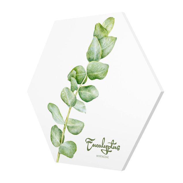 Esagono in forex - Acquerello Botanica Eucalyptus