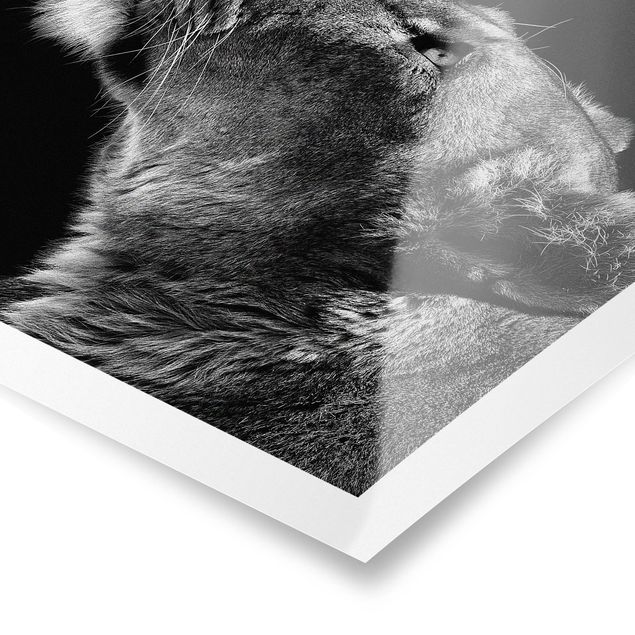 Poster in bianco e nero Ritratto di una leonessa