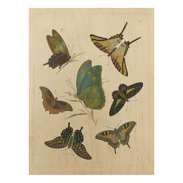 Quadri stampe Illustrazione vintage Farfalle esotiche
