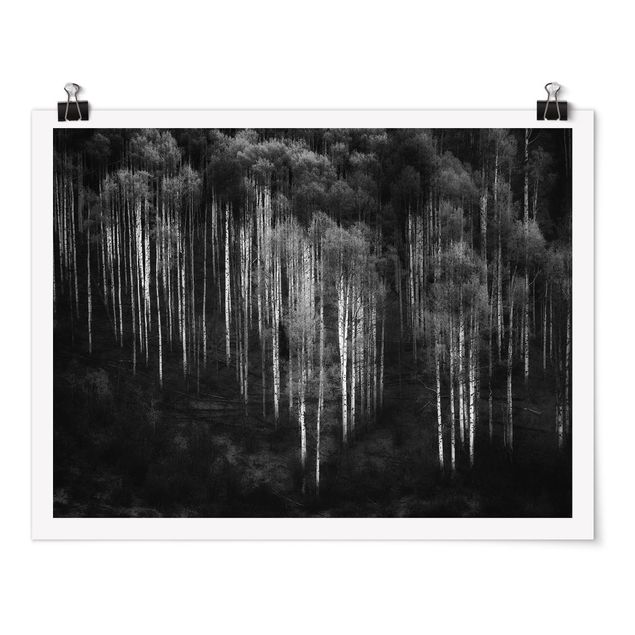 Quadri in bianco e nero Foresta di betulle in Aspen