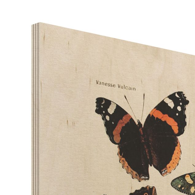 Stampa su legno - Vintage Consiglio farfalle e falene - Verticale 4:3