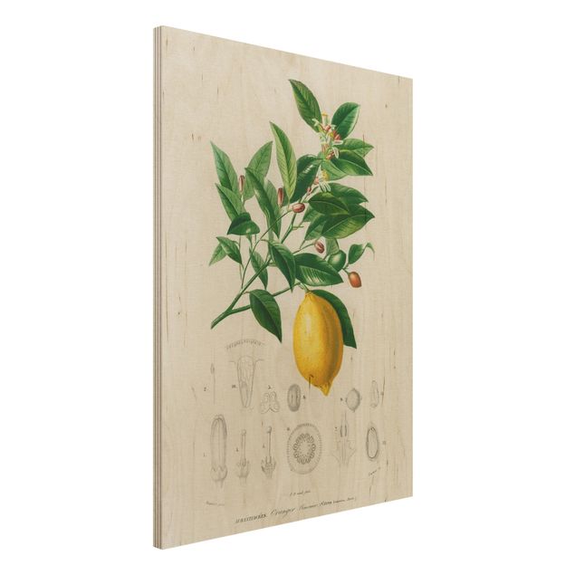 Quadri in legno vintage Illustrazione botanica vintage di limone
