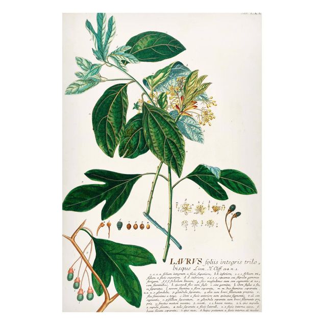 Quadri fiori Illustrazione botanica vintage Alloro