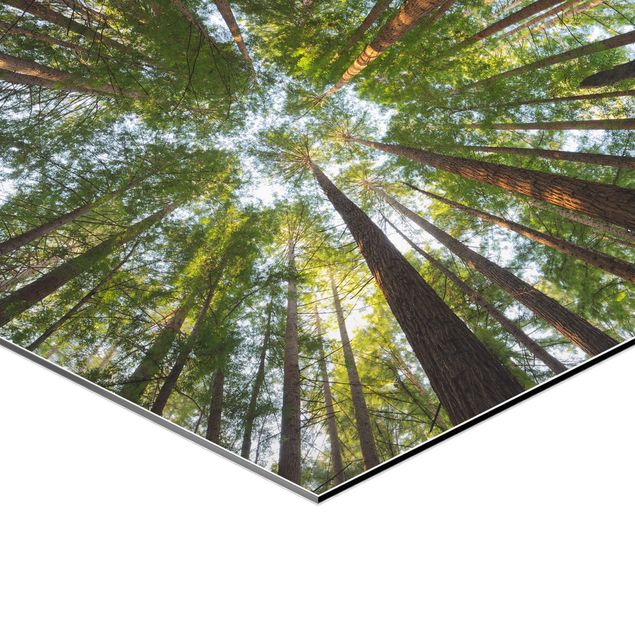 Quadri Cime di Sequoia