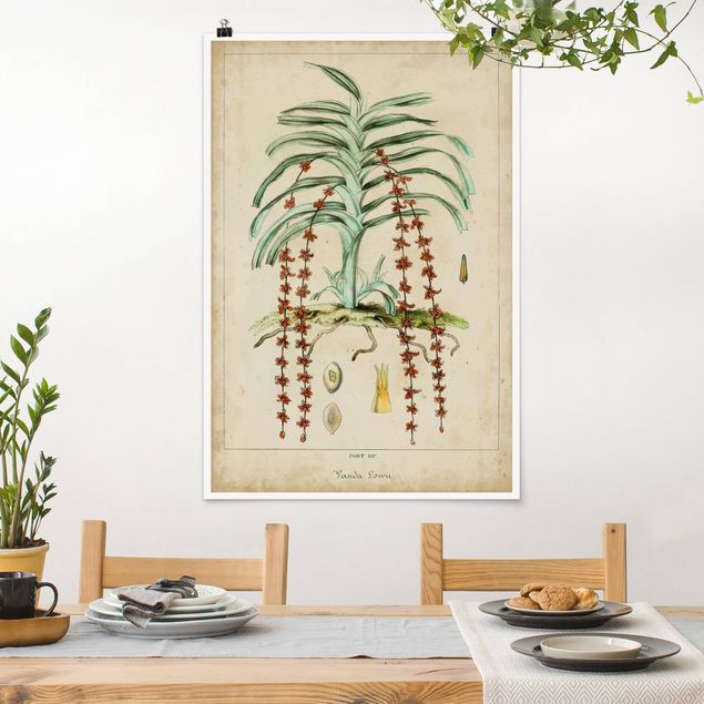 Poster - Consiglio Vintage Exotic Palms IV - Verticale 3:2