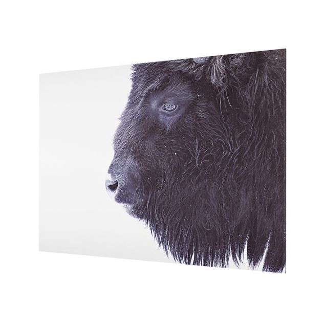 Paraschizzi in vetro - Ritratto di bufalo nero - Formato orizzontale 4:3