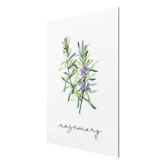 Quadro floreale Illustrazione di erbe Rosmarino