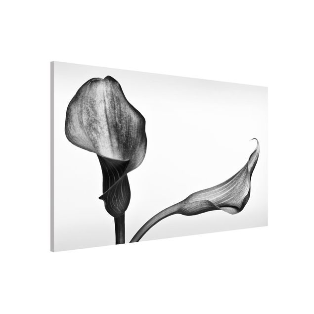 Lavagne magnetiche con fiori Calla primo piano in bianco e nero