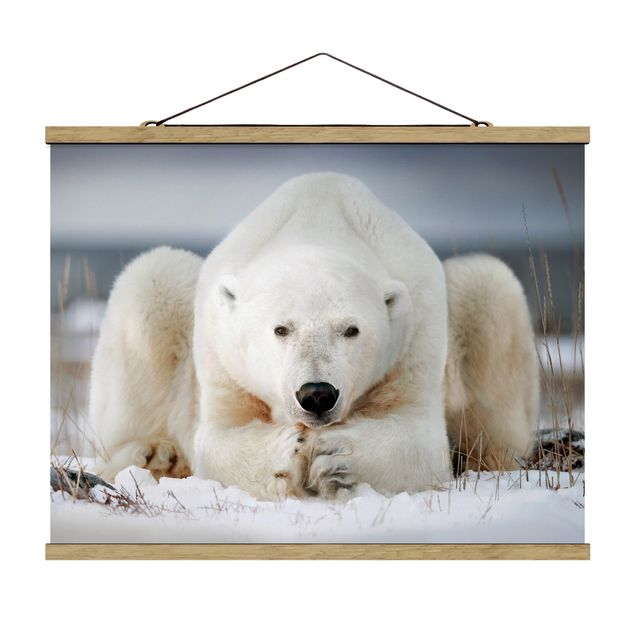 Stampe Orso polare contemplativo
