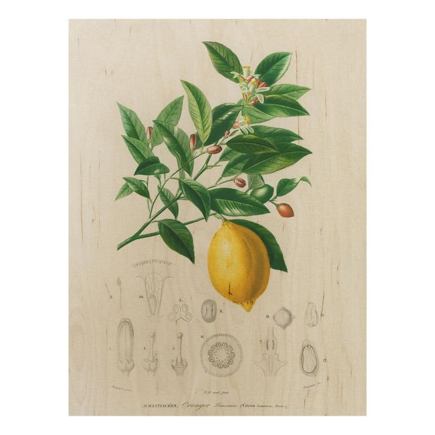 Quadri in legno con fiori Illustrazione botanica vintage di limone