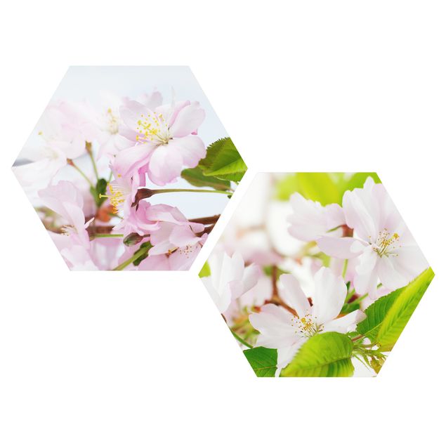 Esagono in forex - Ornamentali di ciliegio con fiori