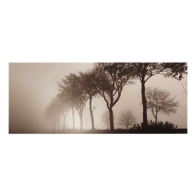 Paraschizzi cucina vetro Albero Avanue nella nebbia mattutina
