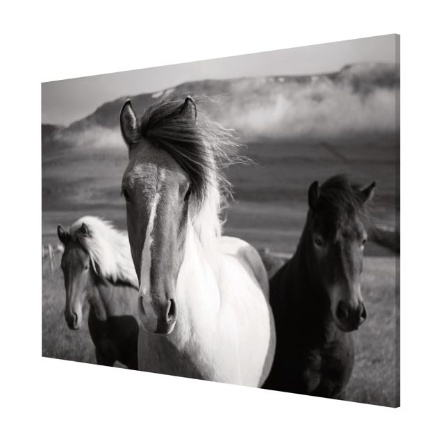 Quadri moderni bianco e nero Cavalli selvaggi in bianco e nero