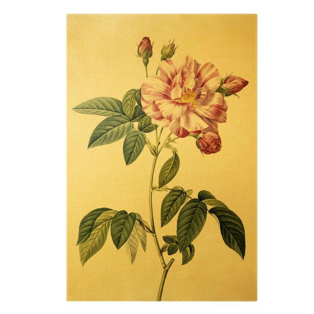 Quadri con fiori Pierre Joseph Redoute - Rosa gallica rosa