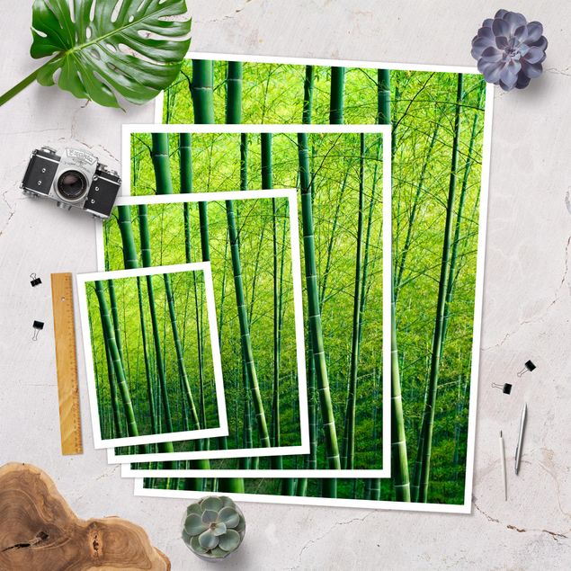 Poster Foresta di bambù
