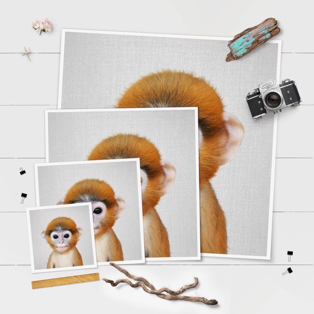 Poster Il cucciolo di scimmia Anton