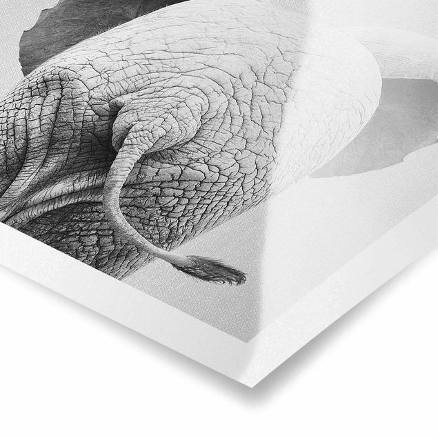 Poster bianco e nero Elefantino da dietro bianco e nero