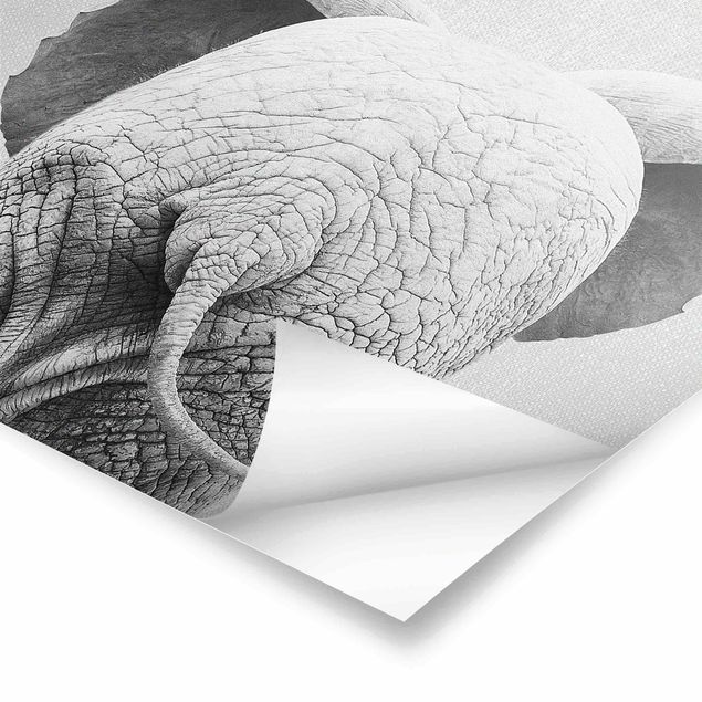 Stampe Elefantino da dietro bianco e nero