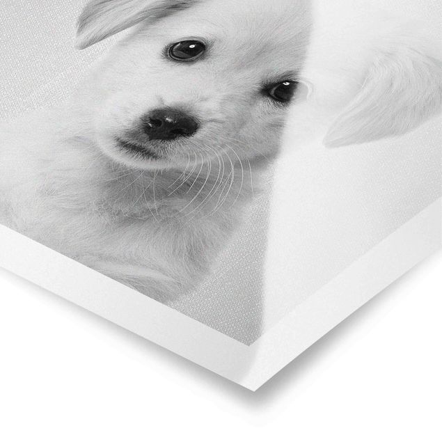 Poster bianco nero Cucciolo di Golden Retriever Gizmo Bianco e Nero