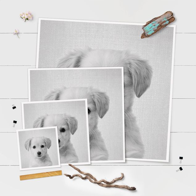 Stampe poster Cucciolo di Golden Retriever Gizmo Bianco e Nero