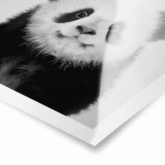 Poster in bianco e nero Cucciolo di Panda Prian Bianco e Nero