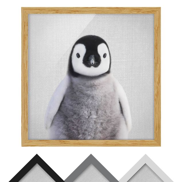 Quadri con cornice Piccolo pinguino Pepe