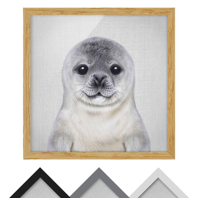 Stampe incorniciate Piccola foca Ronny