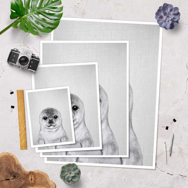 Poster riproduzione - Piccola foca Ronny in bianco e nero