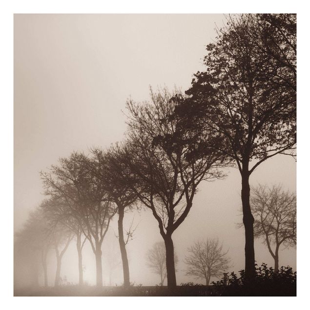 Quadri con alberi Albero Avanue nella nebbia mattutina