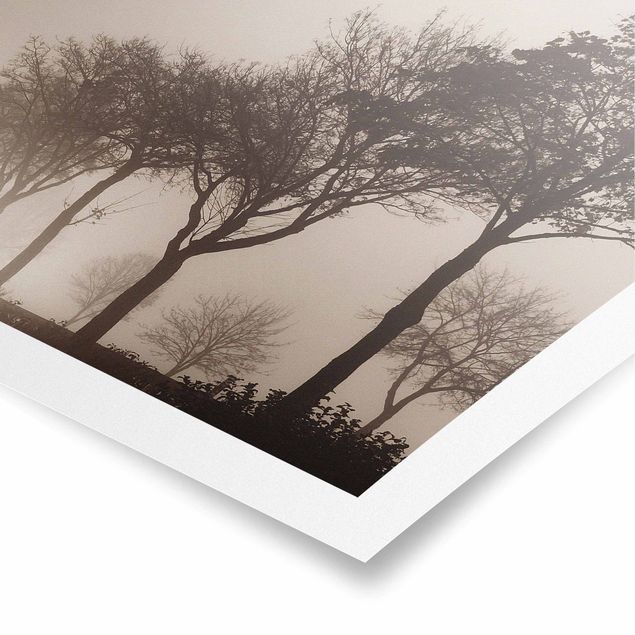 Poster paesaggio Albero Avanue nella nebbia mattutina