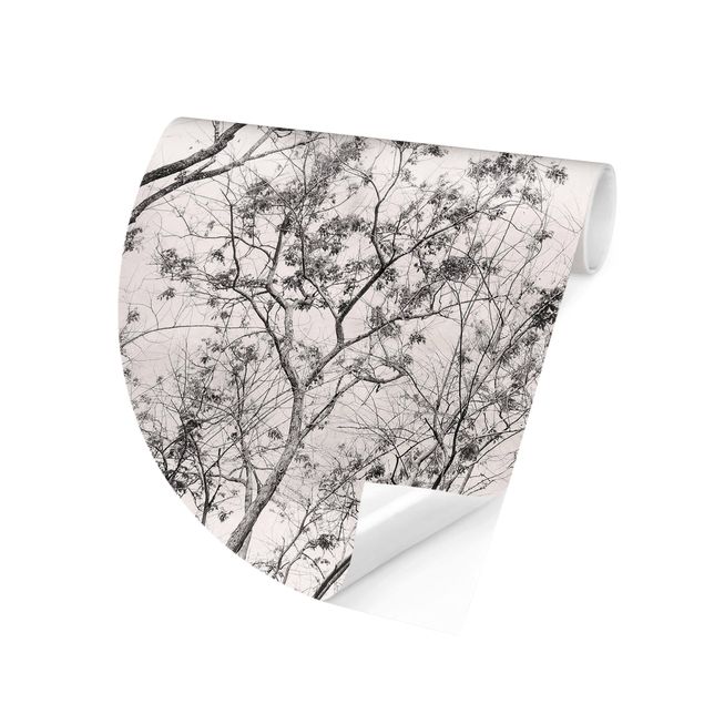 Carta da parati floreale Cime degli alberi nel cielo grigio dai toni grigio-caldo