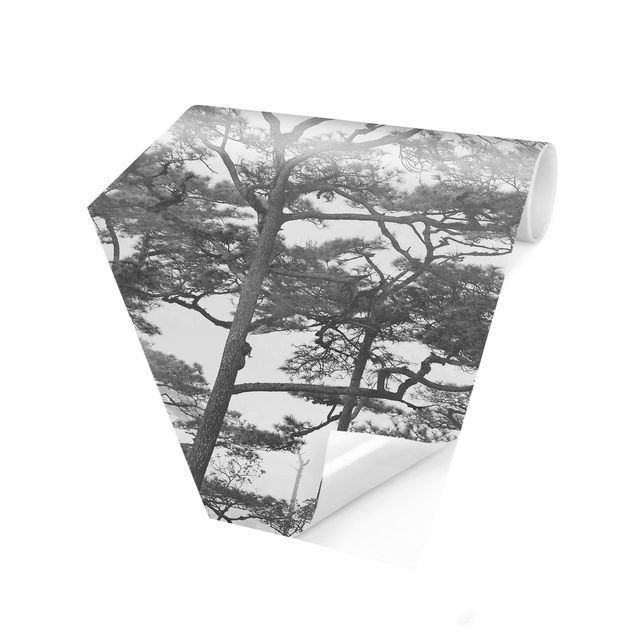 Carta da parati bianco e nero  Cime degli alberi nella nebbia in bianco e nero