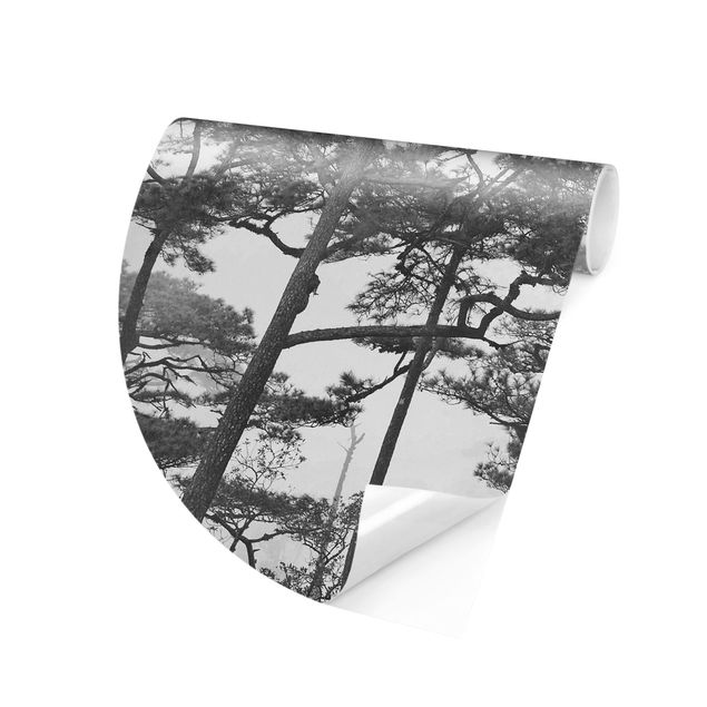 Carta parati tnt Cime degli alberi nella nebbia in bianco e nero