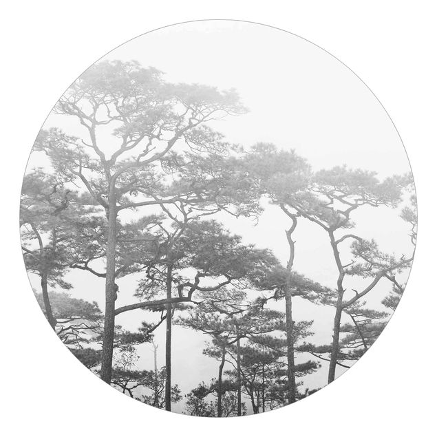 Carta da parati moderne Cime degli alberi nella nebbia in bianco e nero