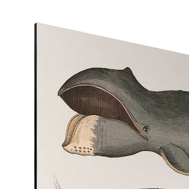 Quadri moderni grigi Cinque balene vintage