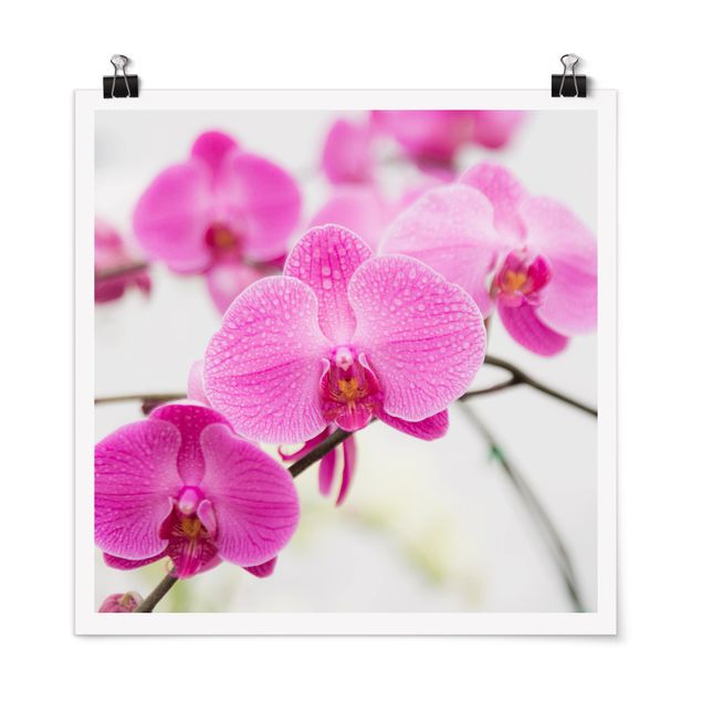 Quadri di fiori Orchidea ravvicinata
