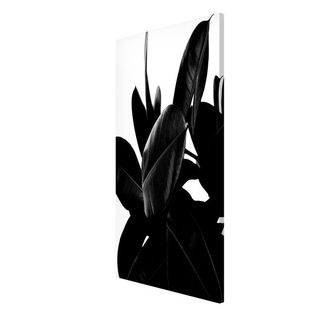 Quadri con fiori Albero di gomma in bianco e nero
