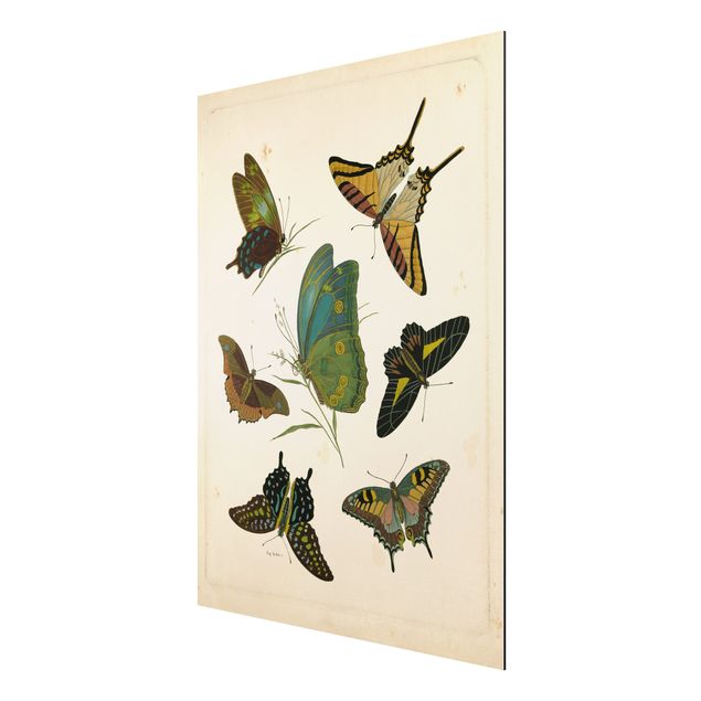 Quadri animali Illustrazione vintage Farfalle esotiche