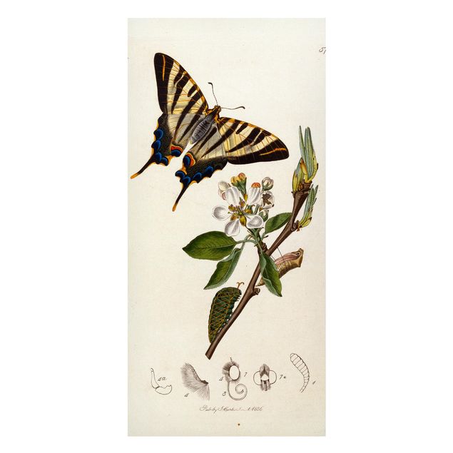 Quadri con farfalle John Curtis - Una scarsa farfalla a coda di rondine