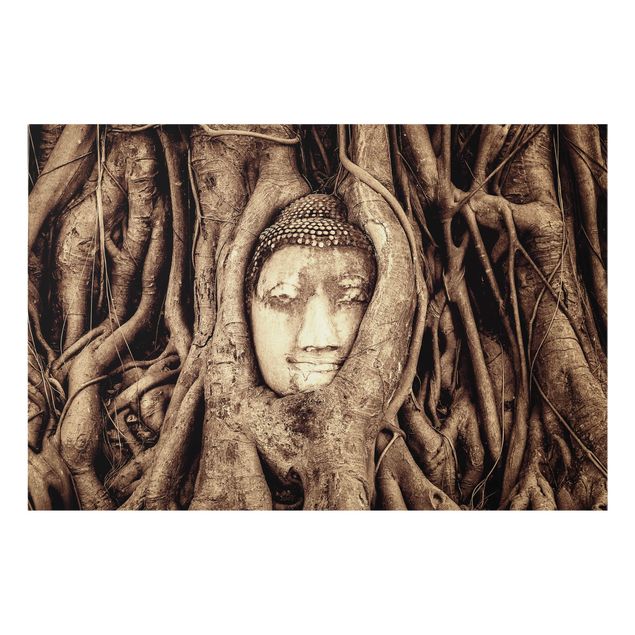 Paraspruzzi cucina Buddha ad Ayutthaya rivestito dalle radici degli alberi in marrone