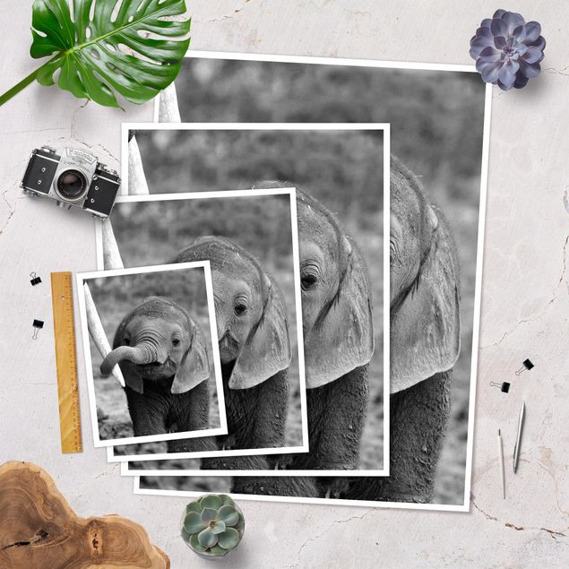 Poster - baby Elephant - Verticale 4:3