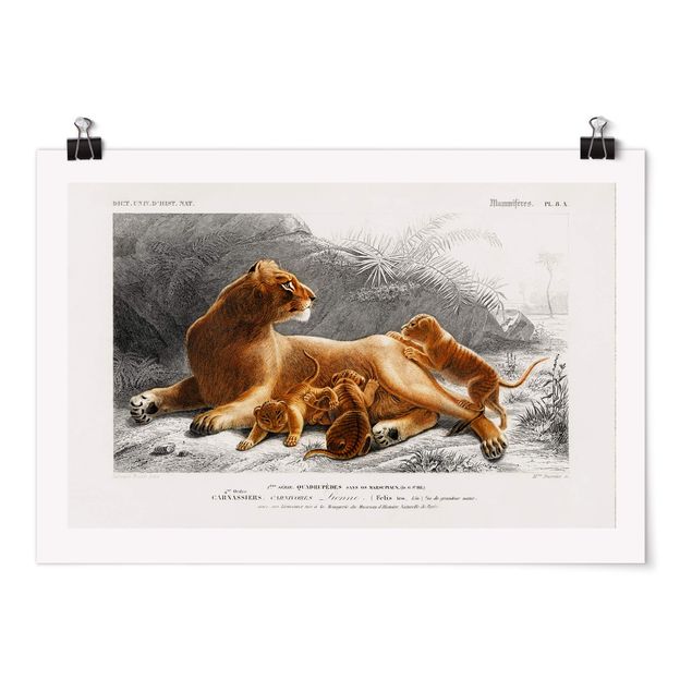 Poster retro Bacheca Vintage Leonessa e cuccioli di leone