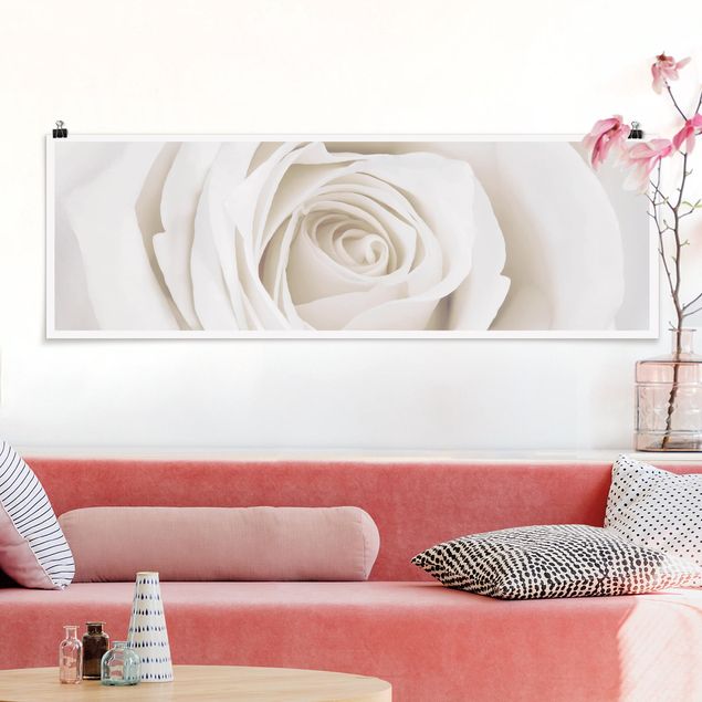 Quadro moderno Bella rosa bianca