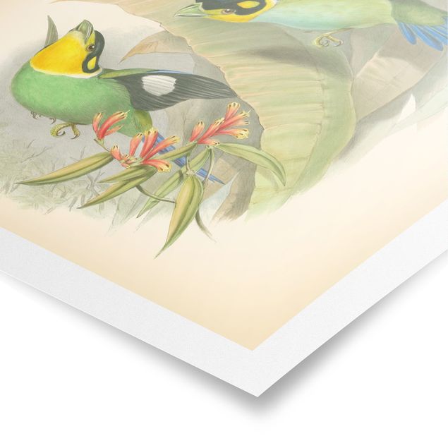 Quadri Illustrazione vintage Uccelli tropicali
