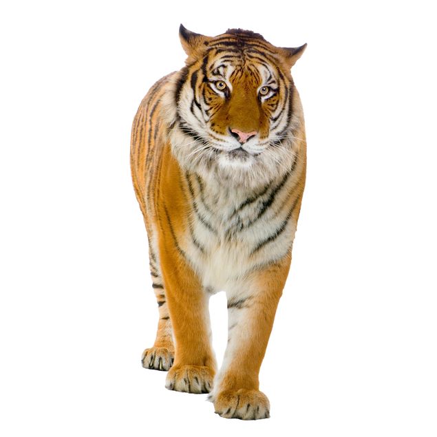 Adesivi per vetri con animali Banyan tigre