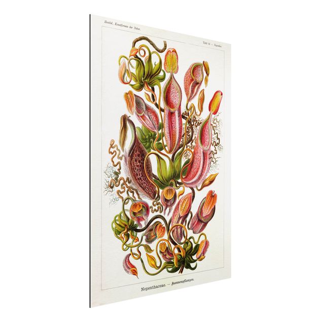 Quadri fiori Bacheca vintage illustrazione piante rosso verde