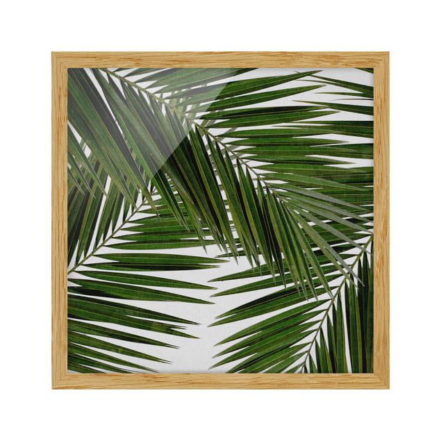 Quadri con fiori Vista attraverso le foglie di palma verde