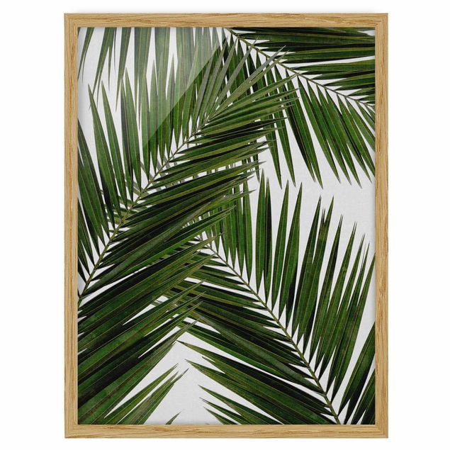 Quadri con fiori Vista attraverso le foglie di palma verde