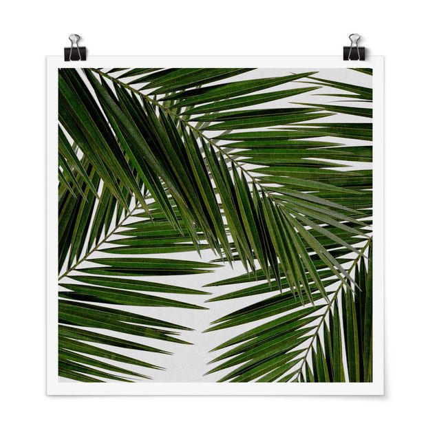 Riproduzioni quadri Vista attraverso le foglie di palma verde