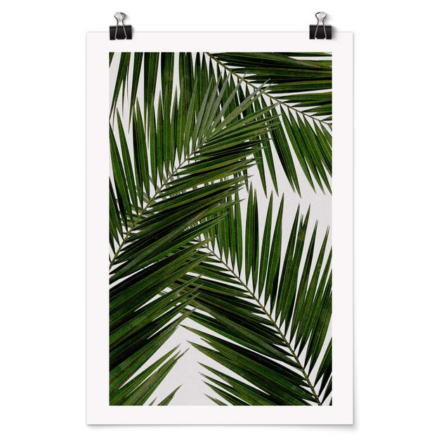 Riproduzioni quadri Vista attraverso le foglie di palma verde